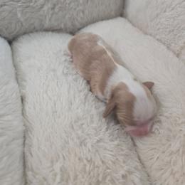 Girl 1 - Blenheim female Cavalier King Charles Spaniel puppy in Moreno Valley, California from Chris & Katie Cavaliers