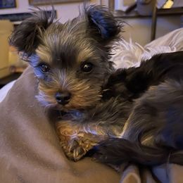 Morkie and Yorkshire Terrier Puppies from Linda Sherman