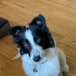 Old Time Scotch Collie Puppies from Lanz Hollow Farm