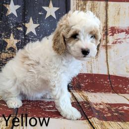 Miss Yellow - Parti female Goldendoodle puppy in Lebanon, Pennsylvania from Robertson's Retrievers and Doodles