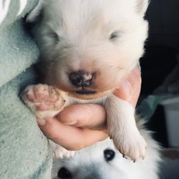 Samoyed Puppies from Morning Star Samoyeds