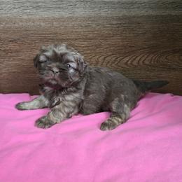 Trixy Girl 1 - Liver female Shih Tzu puppy in Meadows Of Dan, Virginia from Walt’s Shih Tzus