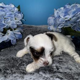 Duke - Chocolate, tan and white male Yorkshire Terrier puppy in Essexville, Michigan from John's Yorkshire Terriers