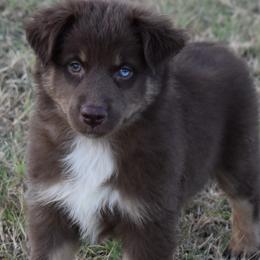 Sybil - Red tri-color female Australian Shepherd puppy in Nowata, Oklahoma from 4Feathers