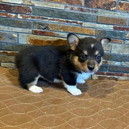 Girl 2 - Black and tan female American Corgi puppy in Visalia, California from VIP Stables
