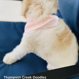 Goldendoodle Puppies from Thompson Creek Doodles