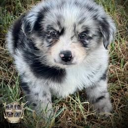 Yoshi - Blue merle male Australian Shepherd puppy in El Dorado Springs, Missouri from HP Aussie Kennels