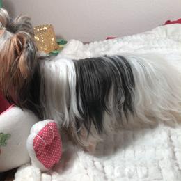 Biewer Terriers from Amore-Biewers, House of Wagging Tails