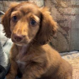 Mavericks girl 1 - Brindle female Dachshund puppy in Penn Run, Pennsylvania from Shannon’s Dachshunds