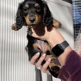 Dolly- pink collar - Black and tan female Dachshund puppy in Lake Dallas, Texas from 2L Dachshunds