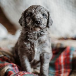 Poppy - Merle Goldendoodle puppy in Morrow, Ohio from RemiRoodles