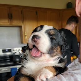 Australian Shepherd Puppies from LieberAussie