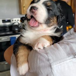 Australian Shepherd Puppies from LieberAussie