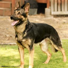 German Shepherds from Nine Realms German Shepherds