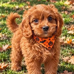 Juliet - Red female Cavapoo puppy in Tucson, Arizona from Adored Poodle & Doodles