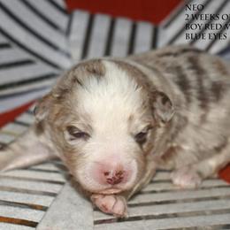 Neo - Red merle male Miniature Australian Shepherd puppy in Patterson, North Carolina from DreamLine Aussies