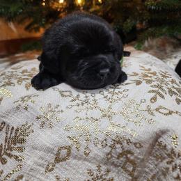 Green Collar Male - Black male Labrador Retriever puppy in Yelm, Washington from Prince Labradors