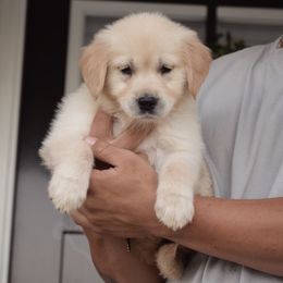 Light Purple Collar - Light golden Golden Retriever puppy in Stedman, North Carolina from Wise-Taylor Goldens