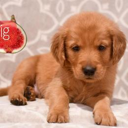 Fig - Dark golden male Golden Retriever puppy in Strawberry Plains, Tennessee from Origins Goldens