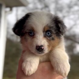 Skye - Girl 4 - Blue merle female Miniature Australian Shepherd puppy in Murfreesboro, Tennessee from Norby's Mini Aussies
