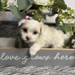 Journey - White female Morkie puppy in Waldron, Arkansas from Kay’s Cutie Poos