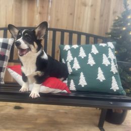 Crackle - Black and white male American Corgi puppy in Hueytown, Alabama from AAA Corgis