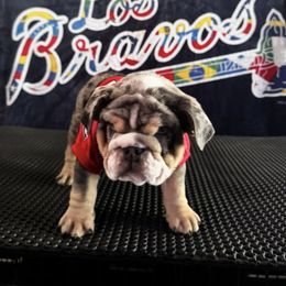 Nova - Blue tri-color female Bulldog puppy in Dalton, Georgia from Reyes Bulldogs of North Georgia