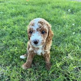 Blanche - Red and white female Cockapoo puppy in Mesa, Arizona from Goldenpaw Cockapoos