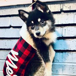 Sienna - Black and white female Pomsky puppy in Murfreesboro, Tennessee from Middle Tennessee Pomskies