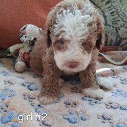 Savanna - Brown and white female Bernedoodle puppy in Clermont, Florida from Sammy's Puppies