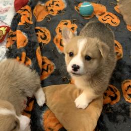 Pembroke Welsh Corgi Puppies from Cahas Corgis