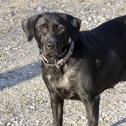 River - Labrador Retriever