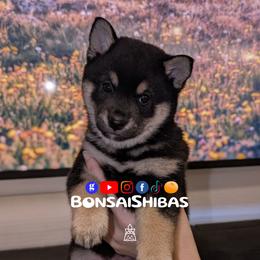 SAKURA - Black and tan female Shiba Inu puppy in Minnesota from BonsaiShibas
