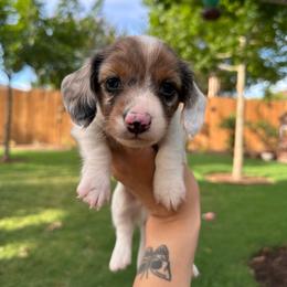 Boy 1 - Piebald male Dachshund puppy in New Braunfels, Texas from A Posh Doxie
