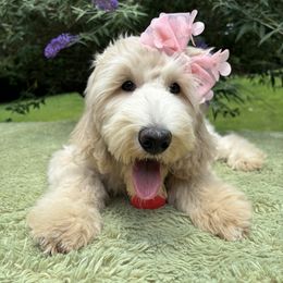 Bernedoodle, Goldendoodle, and Poodle Puppies from Poodle and Doodle Haven