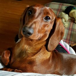 Dachshund All Grown Up from Woodshafen