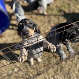 Bluetick Coonhound Puppies from The Boneyard Country Kennels