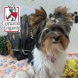 Biewer Terrier and Yorkshire Terrier Puppies from Corazón de gigante