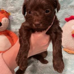 Sister - Red phantom female Aussiedoodle puppy in Bee Branch, Arkansas from Scroggins Creek Doodles