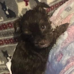 Cindy - Chocolate, tan and white female Yorkshire Terrier puppy in Eden, Maryland from Canines  Unlimited