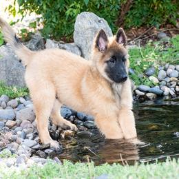 Belgian Tervuren Puppies from Meadowpark Belgian Tervuren, LLC