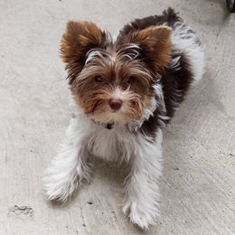 Yorkshire Terriers from Country Charm Yorkies