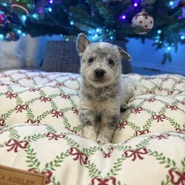 Lunara - Blue mottled female Australian Cattle Dog puppy in Tucson, Arizona from Soqui Ortiz Cattle Ranch
