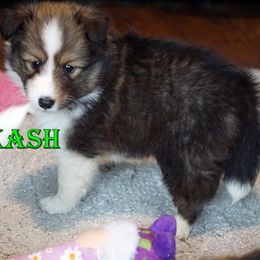 Kash - Mahogany Sable Boy - Sable and white male Shetland Sheepdog puppy in Frazeysburg, Ohio from Mountain High Kennels