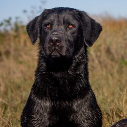 Labrador Retrievers from Savannah Bluff Retrievers