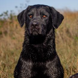Labrador Retrievers from Savannah Bluff Retrievers