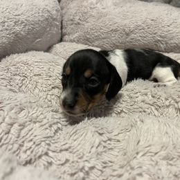 Dachshunds from Country Chics Doxies