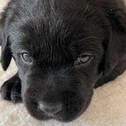Salute - Black male Labrador Retriever puppy in Grand Saline, Texas from Castle Hills Labradors