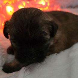 Mindy - Brindle female Shih Tzu puppy in Filer, Idaho from Shih Tzu Kennels