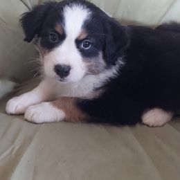 Australian Shepherd Puppies from Athena’s Aussies